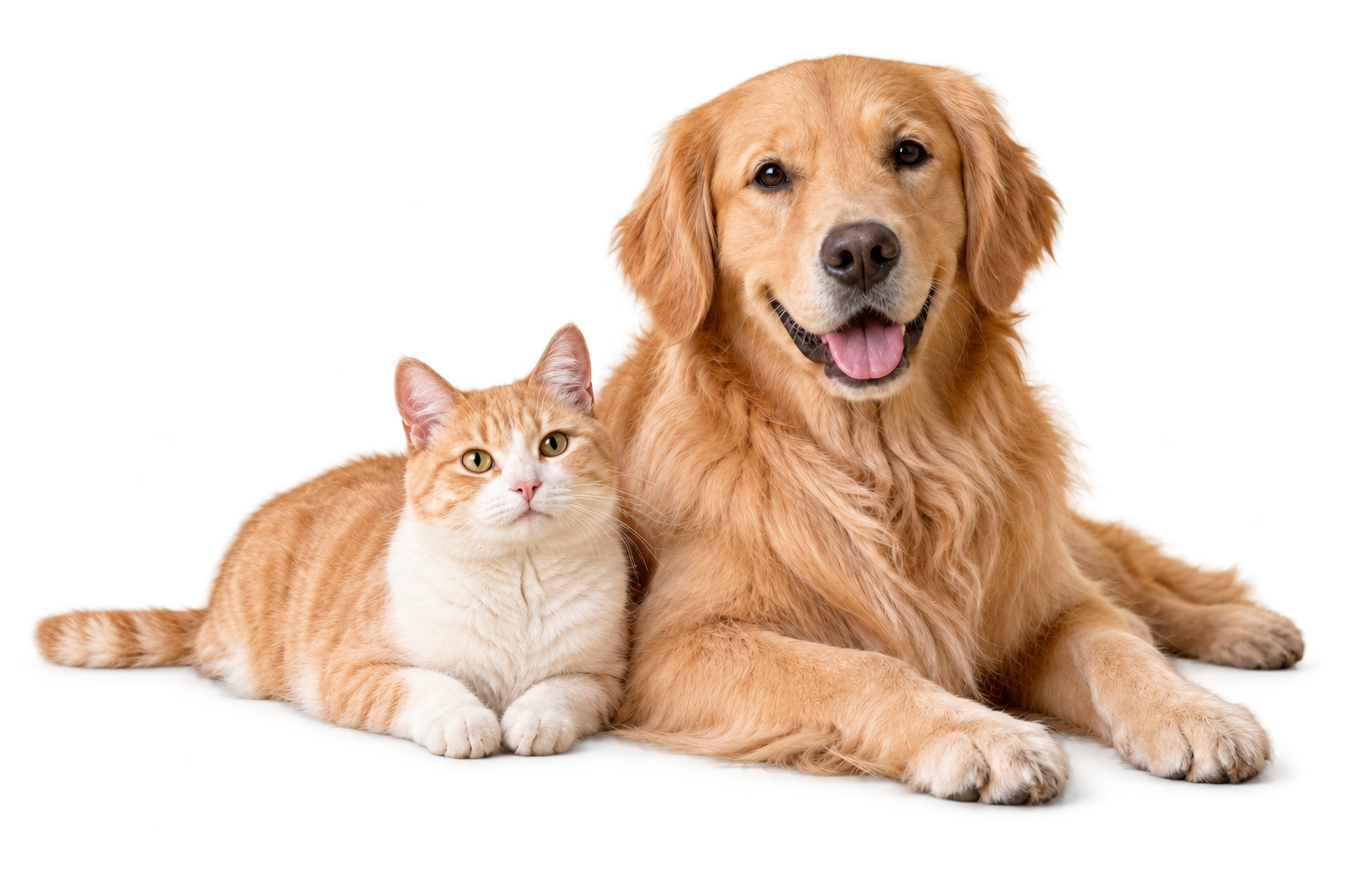 A golden retriever and a ginger cat relaxing together